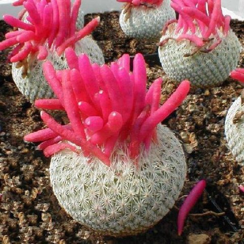 Epithelantha_micromeris_7